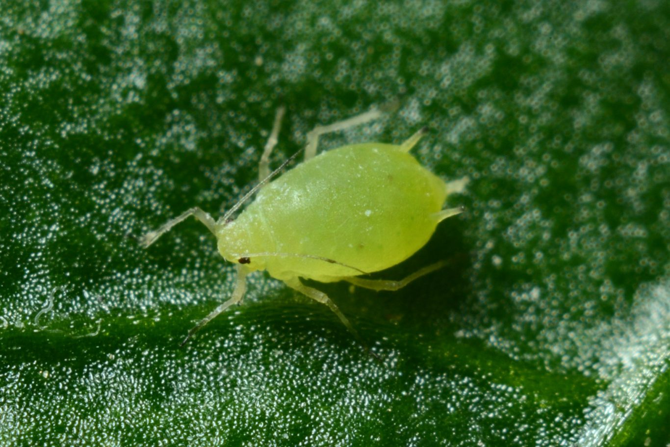 Aphid