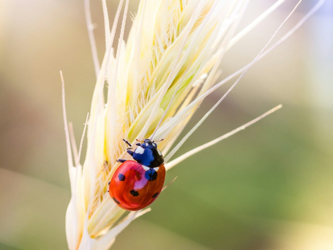 Ladybug
