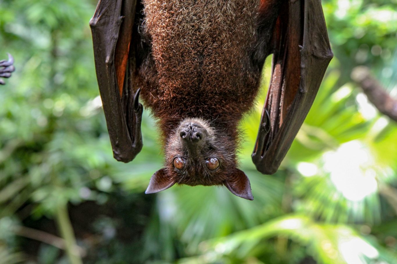 Bat