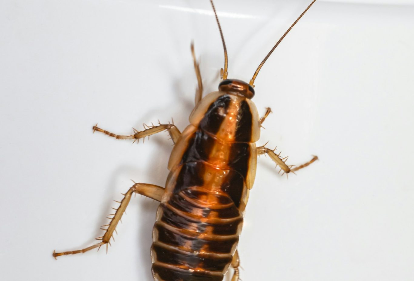Cockroach
