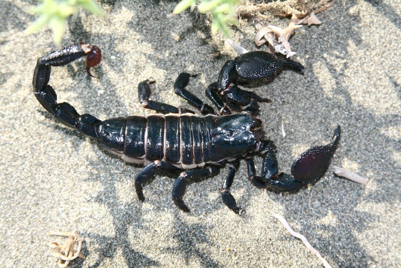 Scorpion
